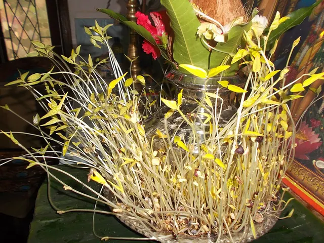 Etiolated growth: pale, long, weak shoots in low light