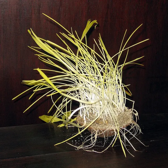 Pale, stretched barley shoots grown without light