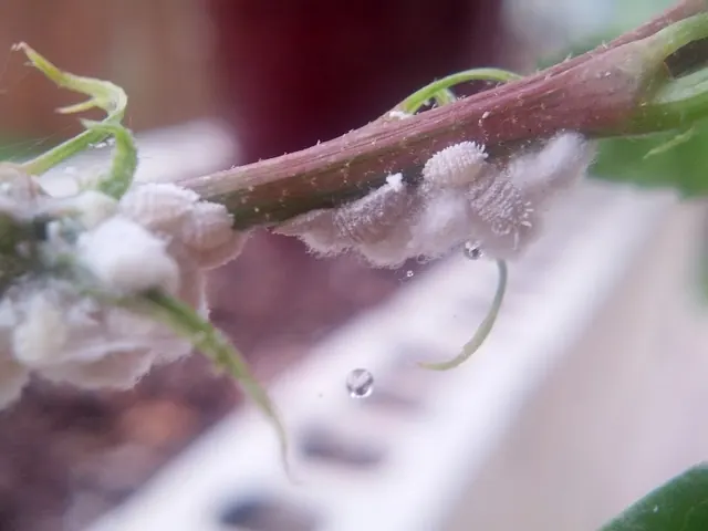 Mealybugs feeding on a hibiscus stem