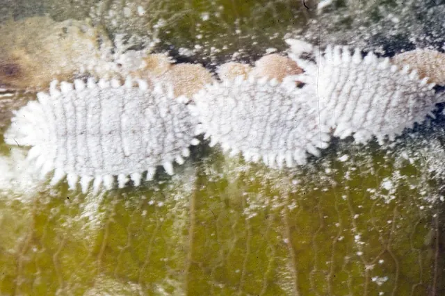 Citrus mealybugs, close up