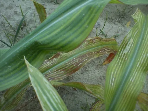 Magnesium deficiency: striped yellowing between veins on maize