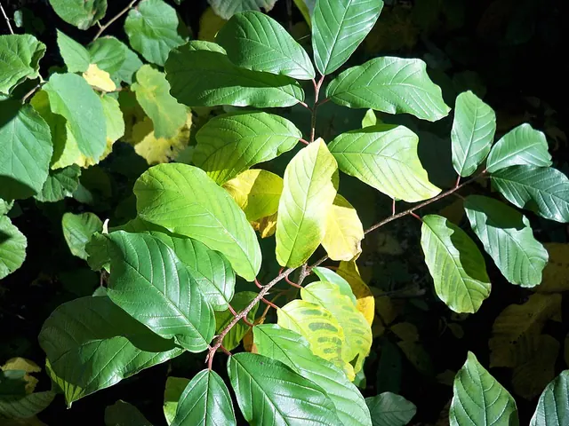 Yellowing between green veins on older leaves