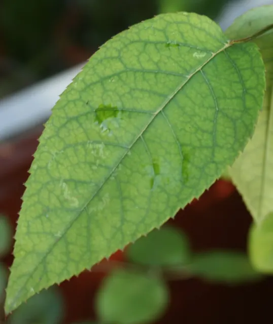 Manganese deficiency on a rose leaf