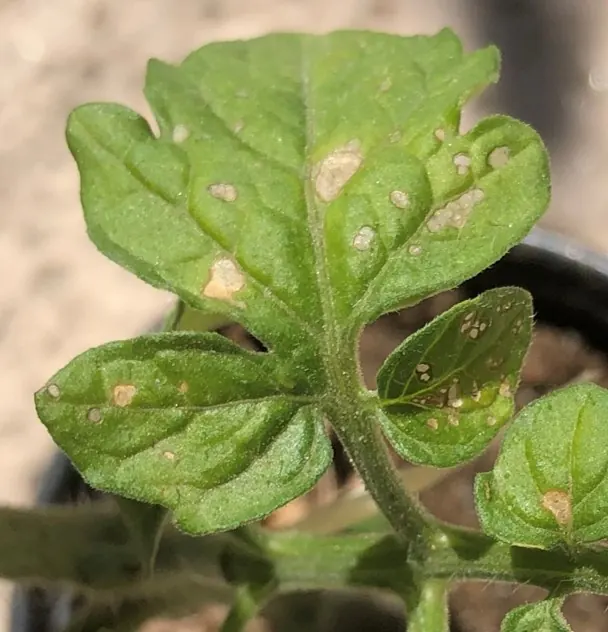 Mosaic and leaf distortion on tomato