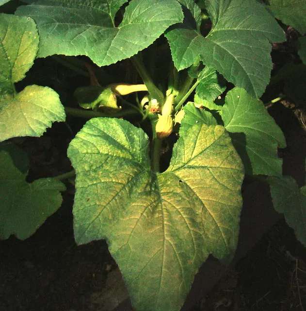 Yellow mosaic on a squash leaf