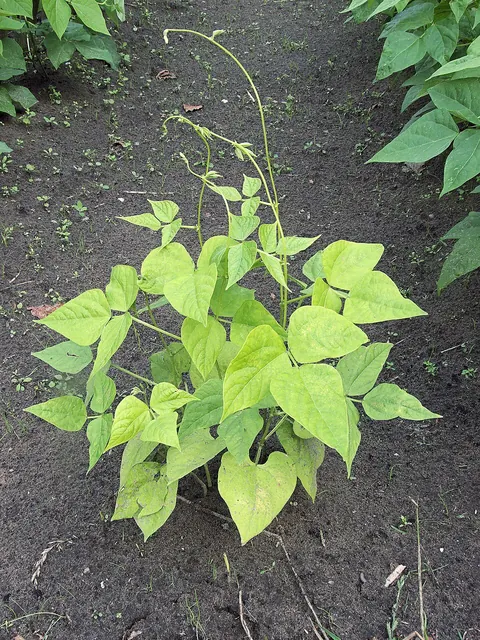 Nitrogen deficiency: pale, yellow bean plant