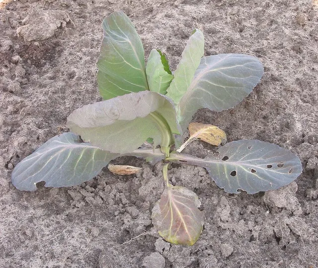 Nitrogen-deficient cabbage, older leaves yellowing first