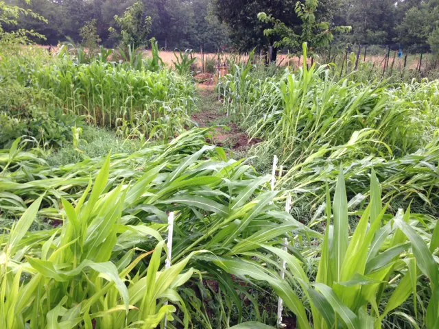 Lodged corn: soft, lush stalks from heavy nitrogen fall over more easily