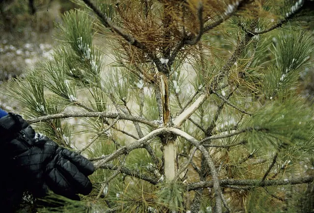 Diplodia tip blight: new pine shoots stunted and brown