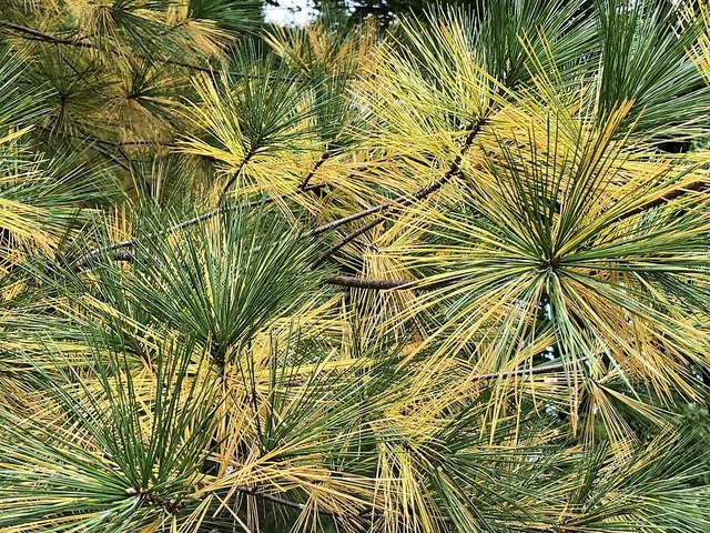 White pine in early fall: the older inner needles yellow while the tips stay green