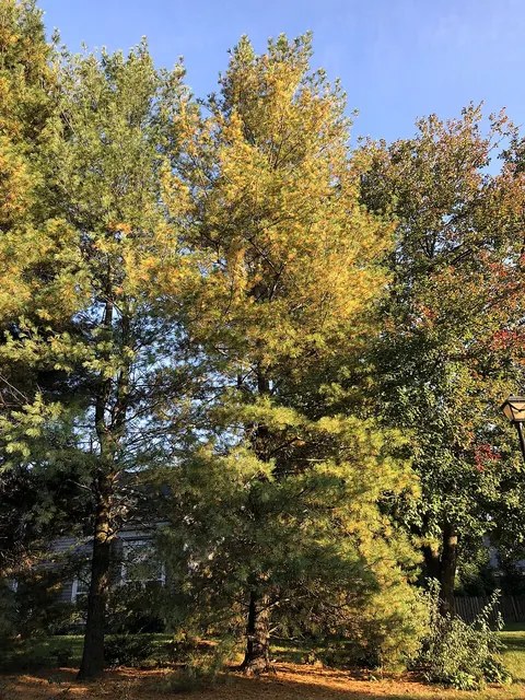 The yellow inner needles drop in a few weeks; this is normal