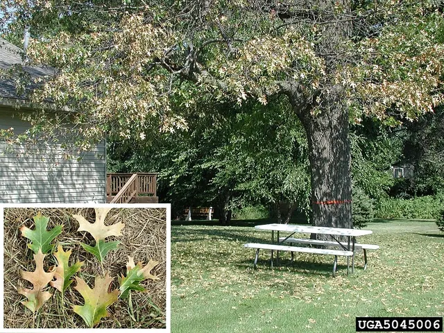 Oak wilt on red oak: leaves bronze from the tip and edges inward