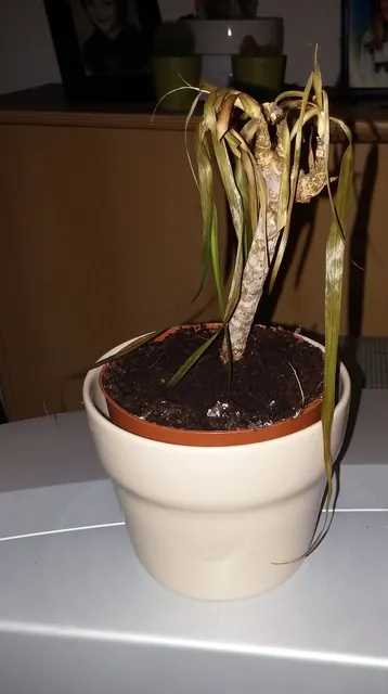 A house plant collapsing from root rot in media kept too wet