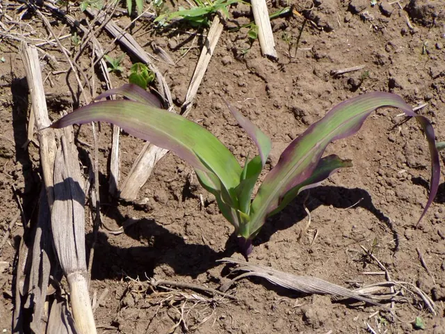 Phosphorus deficiency: purpling on young maize