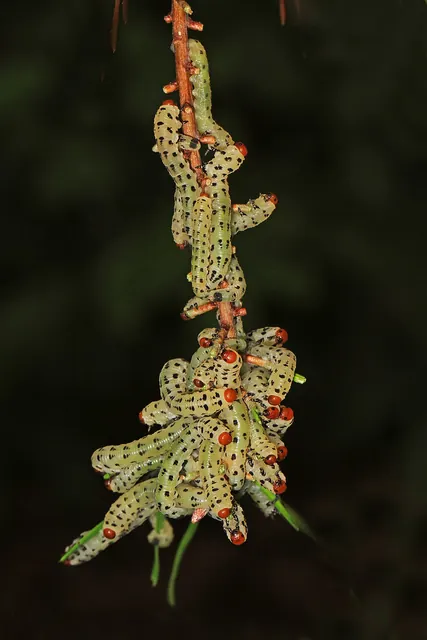 Redheaded pine sawfly larvae feeding together on pine needles