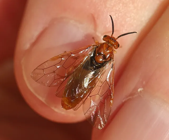 An adult pine sawfly: the larvae do the feeding