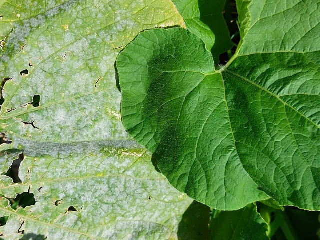 Powdery mildew spots on pumpkin leaves