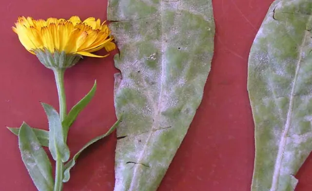 Powdery mildew on calendula