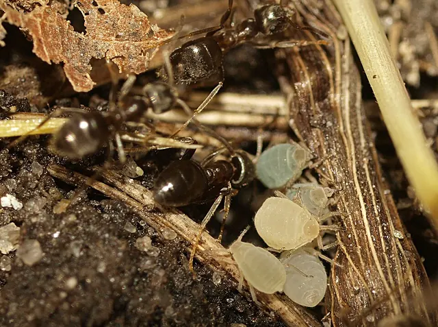 Root aphids in the soil among the roots