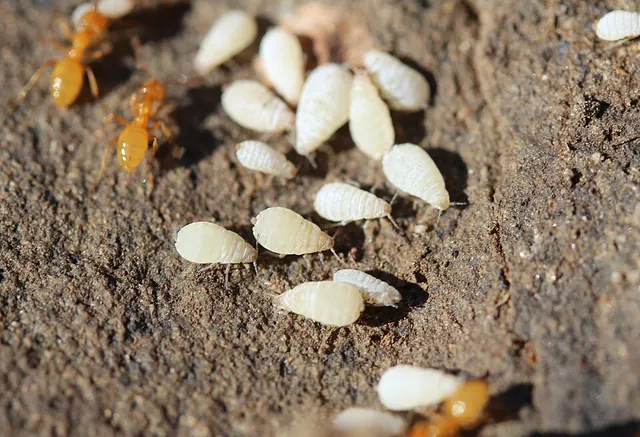 Ants tending root aphids