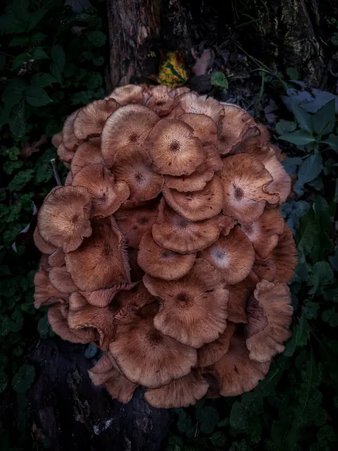 Honey mushrooms (Armillaria) clustered at the base of a tree in fall