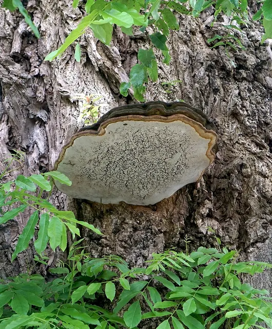 A shelf fungus (Ganoderma) on the lower trunk: decay inside