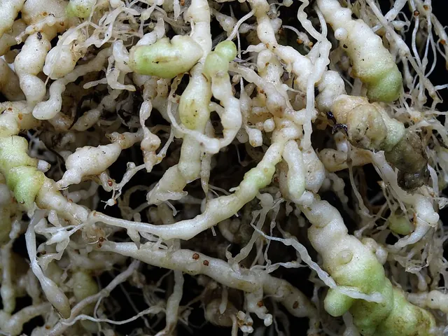 Swollen galls on tomato roots