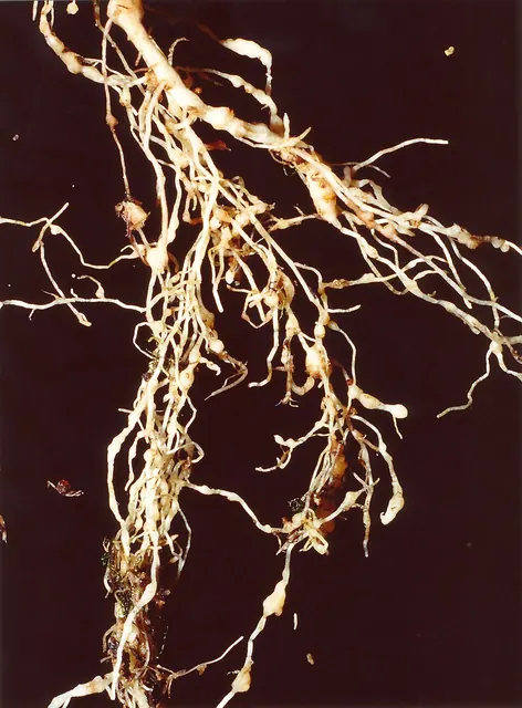 Tomato roots knotted by root-knot nematodes
