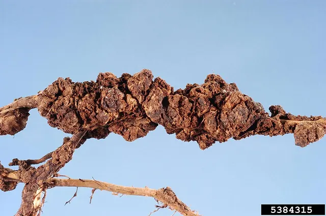 A heavily galled root