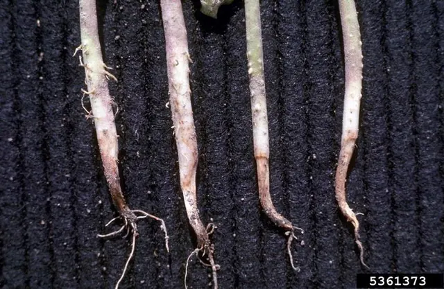 Brown, rotted roots from Pythium