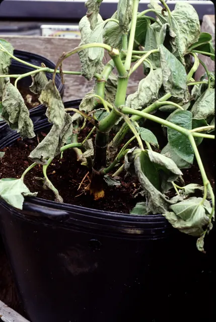 Young plant wilting from Pythium root rot