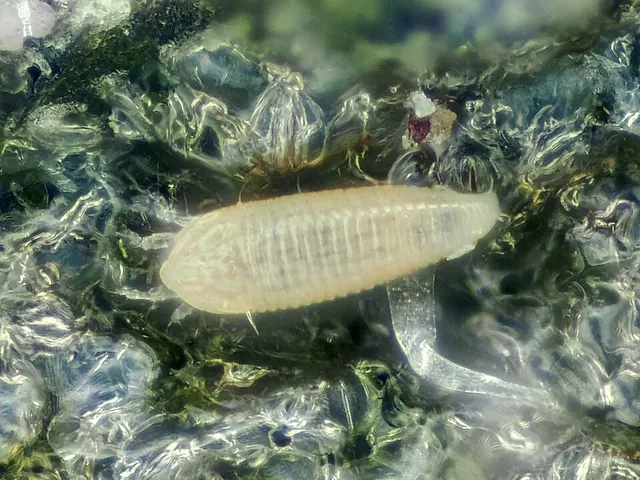 Tomato russet mites among leaf hairs, magnified