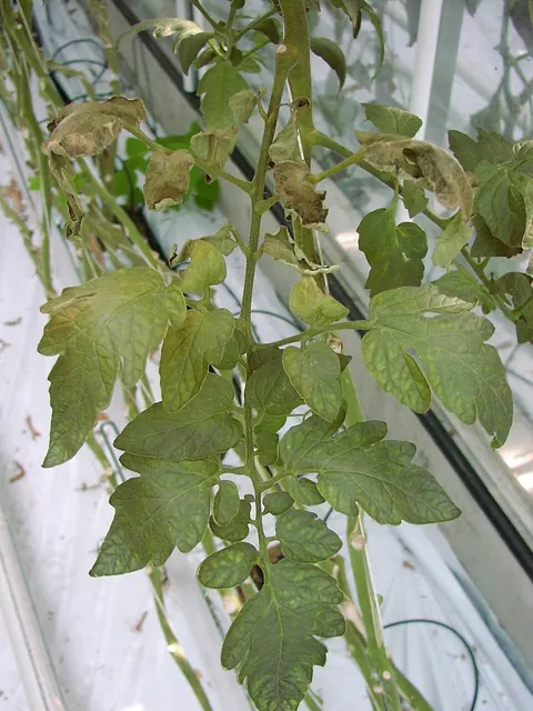 Tomato plant bronzed and drying from russet mites