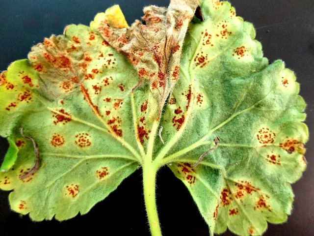 Rust pustules on the underside of a geranium leaf