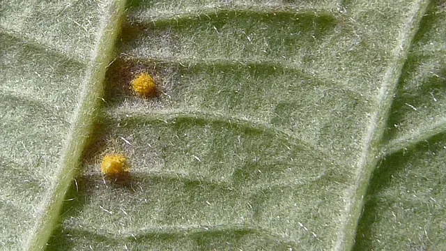 Orange rust pustules under a blackberry leaf