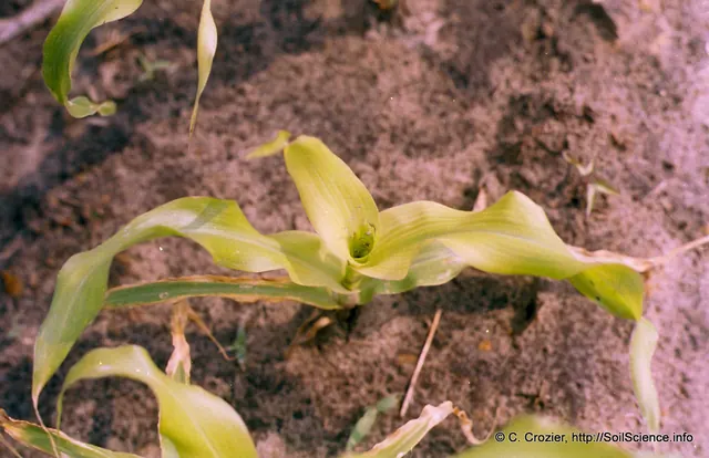 Sulfur-deficient corn: the new leaves in the whorl are evenly pale yellow