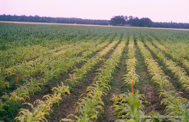 A sulfur-deficient corn field on sandy Coastal Plain soil