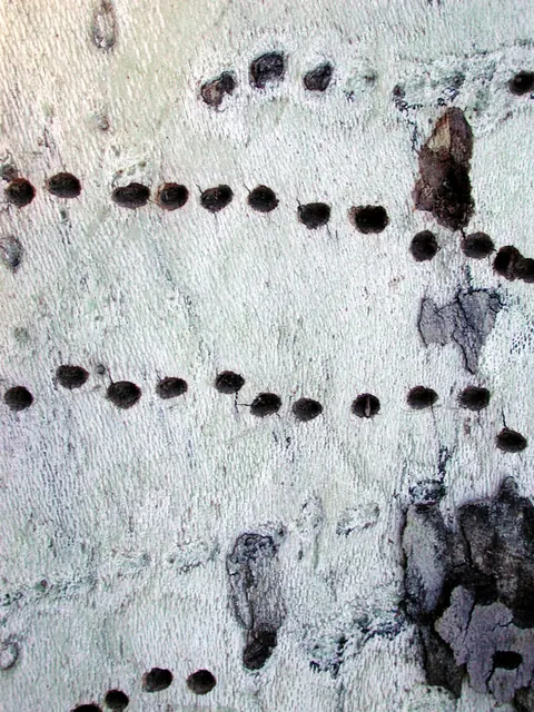 Neat horizontal rows of sapsucker holes in the bark