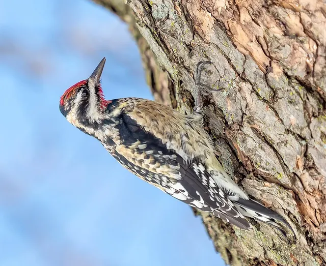 A yellow-bellied sapsucker at its sap wells