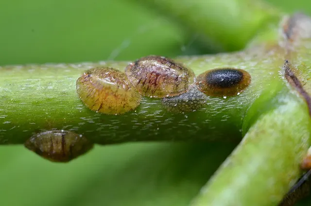 Soft scale insects on a stem