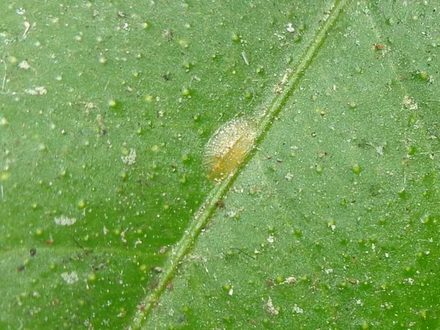 Brown soft scale on a leaf