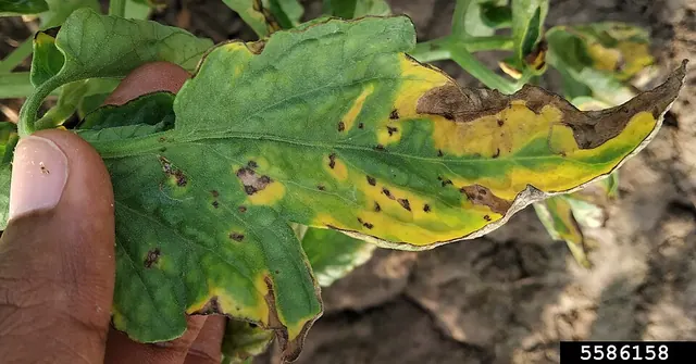 Septoria leaf spot: many small spots with pale centers on tomato