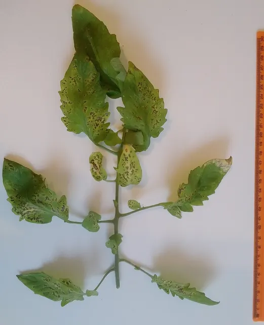 Septoria spots on a tomato leaf