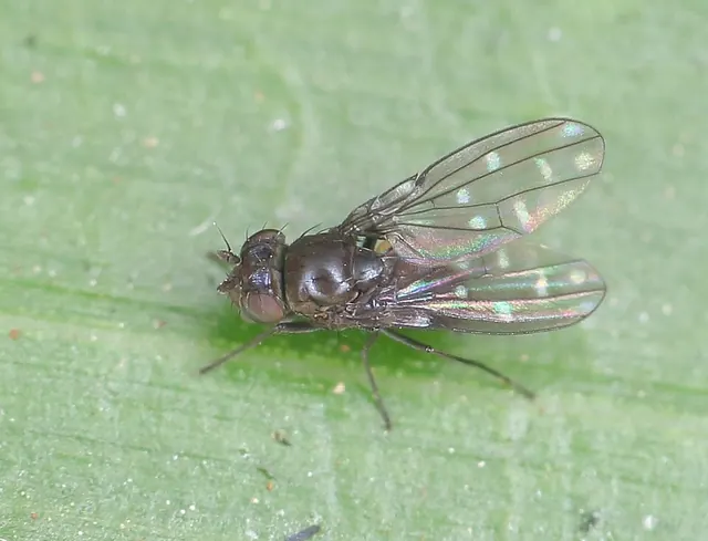 Shore fly adult: stout, short antennae, spotted wings