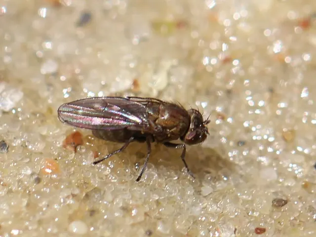 Shore fly on a wet surface