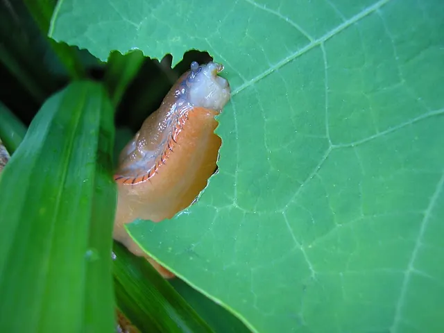 Slug feeding on a leaf