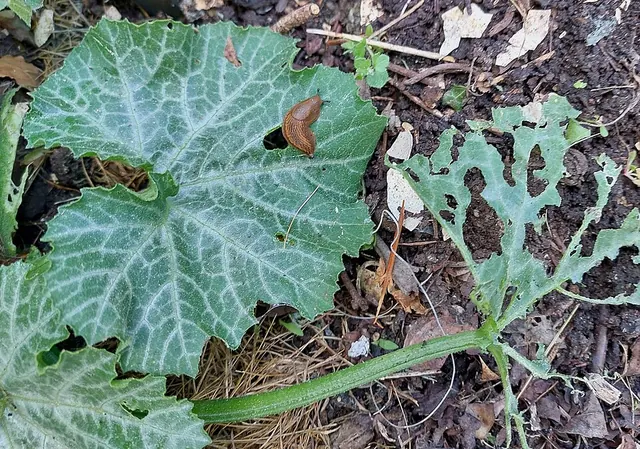 Slug damage on a zucchini plant