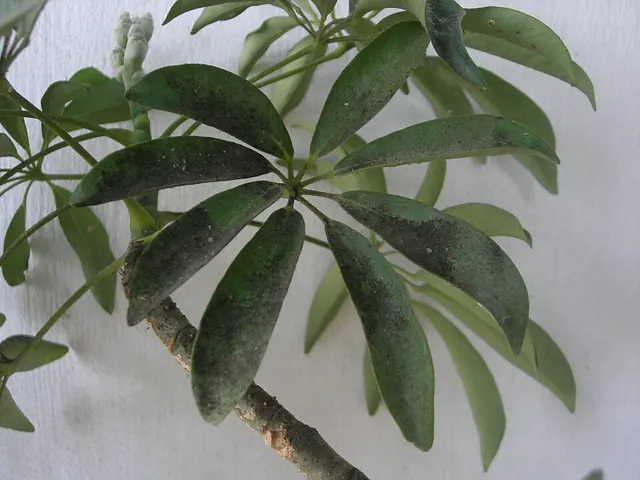 Sooty mold on schefflera leaves