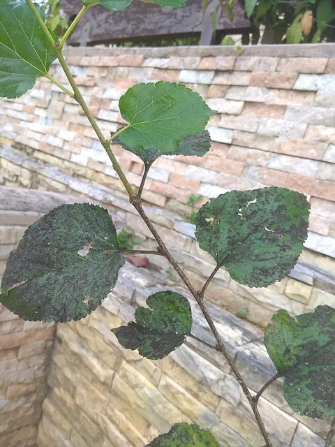 Sooty mold on mulberry leaves