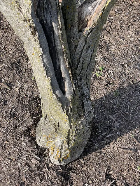 Winter sunscald: dead, split bark on the sunny side of a Japanese maple